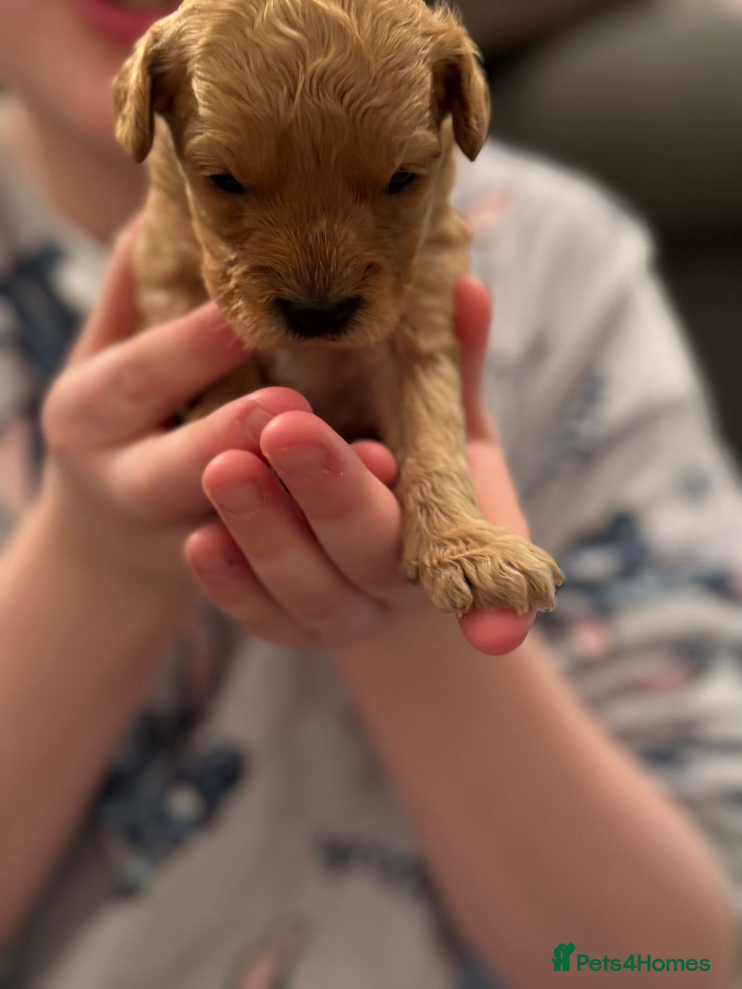 Cockapoo dogs for sale: F2 cockapoo puppies! - Advert 8