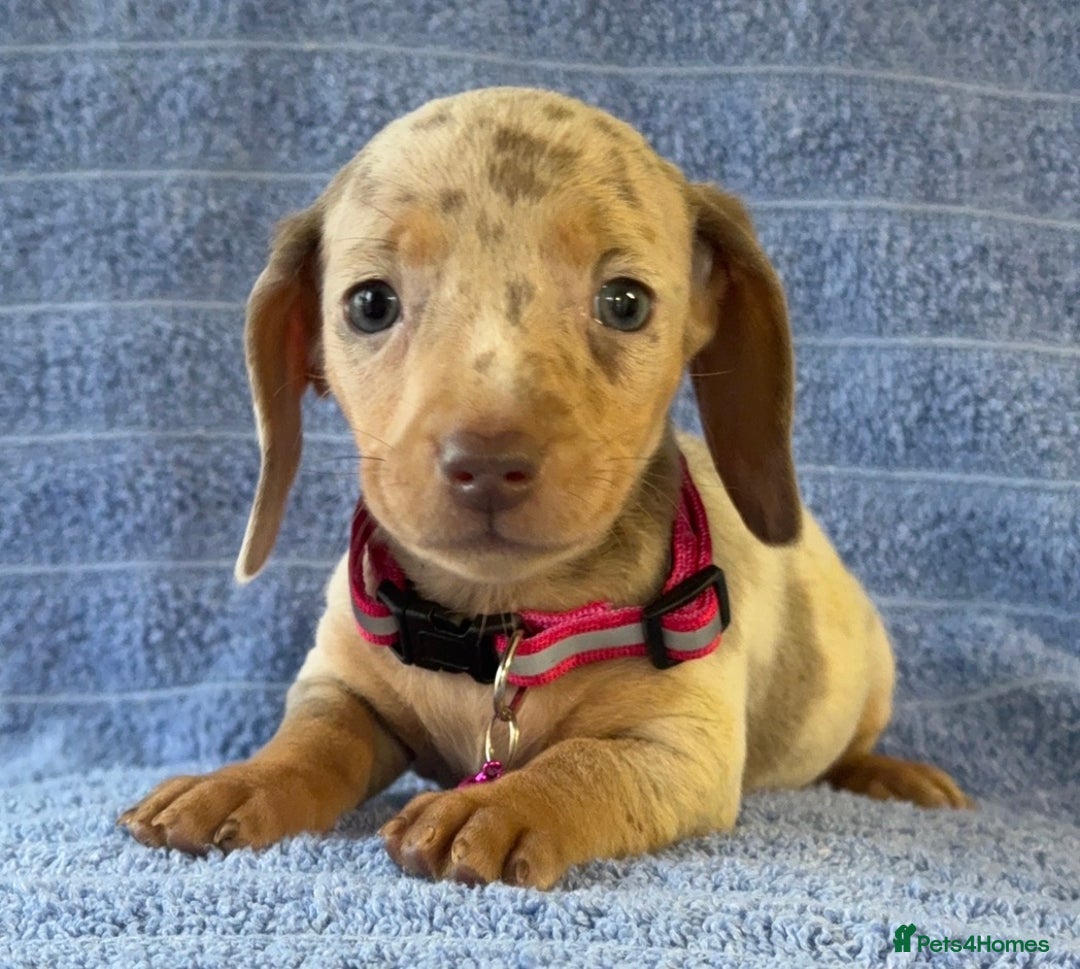 Miniature Dachshund dogs for sale: KC Reg Miniature Dachshund Puppies  - Advert 25