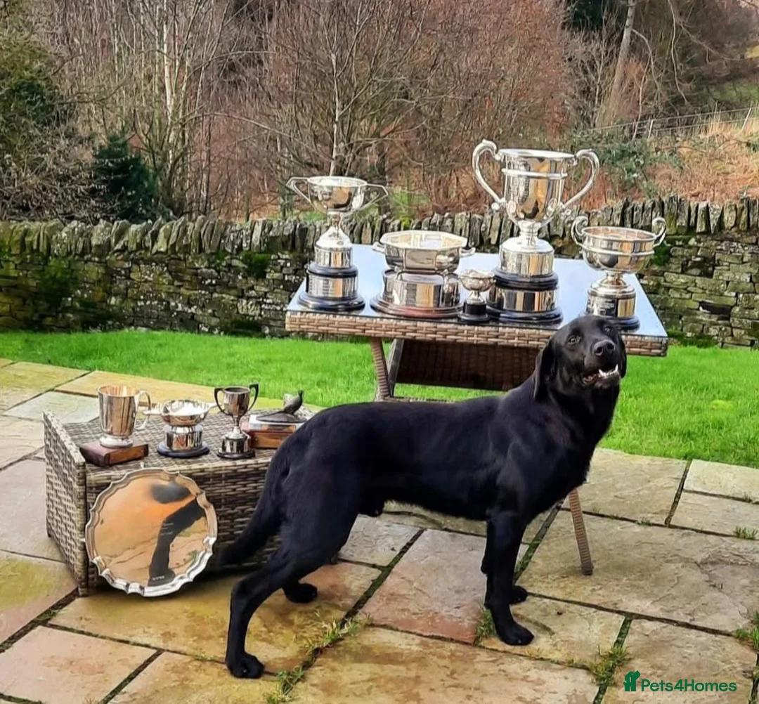 Labrador Retriever dogs for sale:  Retriever Ladrador puppies for sale - Advert 1