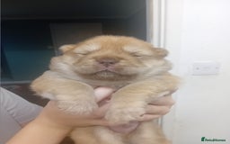 Chow Chow dogs for stud: Chowmazing  - Image 25