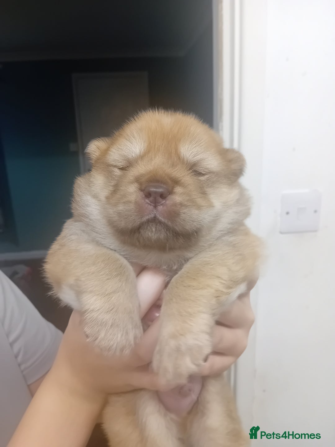 Chow Chow dogs for stud: Chowmazing  - Image 25