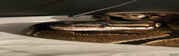 Python Snake reptiles for sale: Royal python and viv  - Advert 4