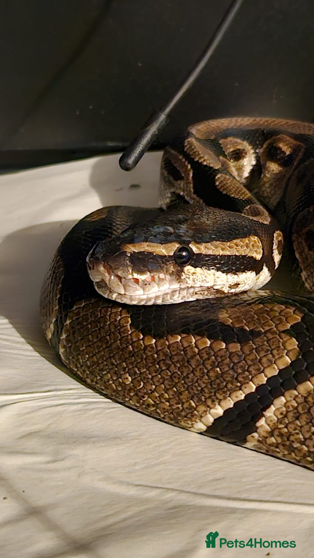 Python Snake reptiles for sale: Royal python and viv  - Advert 4