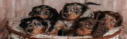 Miniature Dachshund dogs for sale: ✨MINI DACHSHUND LONG HAIR ✨👑 KC 👑 - Advert 3