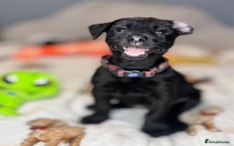 Mixed Breed dogs for sale: Cairndors - Image 1