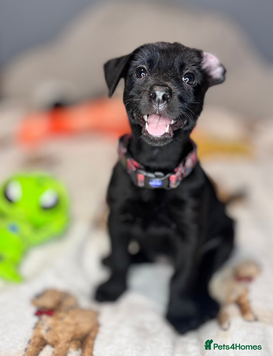 Mixed Breed dogs for sale: Cairndors - Image 1