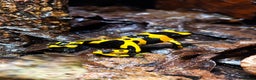 Frog reptiles for sale: Leucomelas Dart Froglets - Advert 4