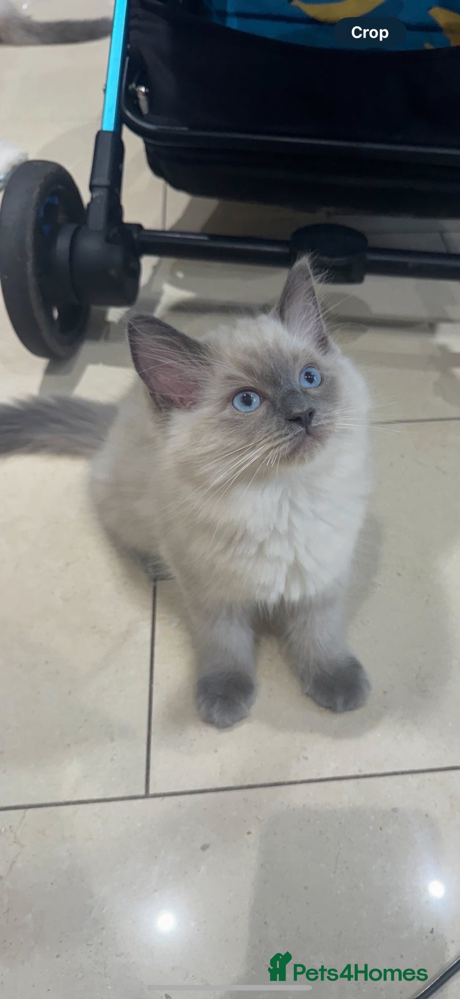 Ragdoll cats adorable  kittens ready to go home soon  - Advert 18