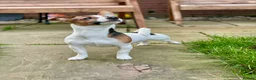 Jack Russell dogs for stud: Purebred Jack Russell Available for Stud - Advert 1
