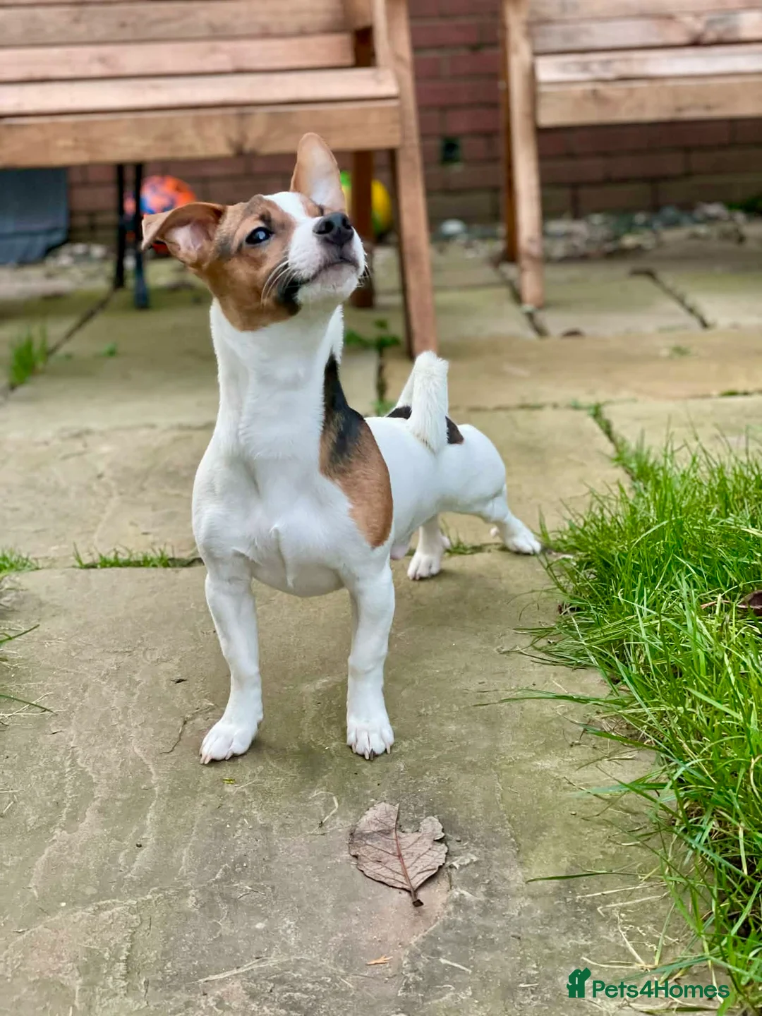Jack Russell dogs for stud: Purebred Jack Russell Available for Stud - Advert 1