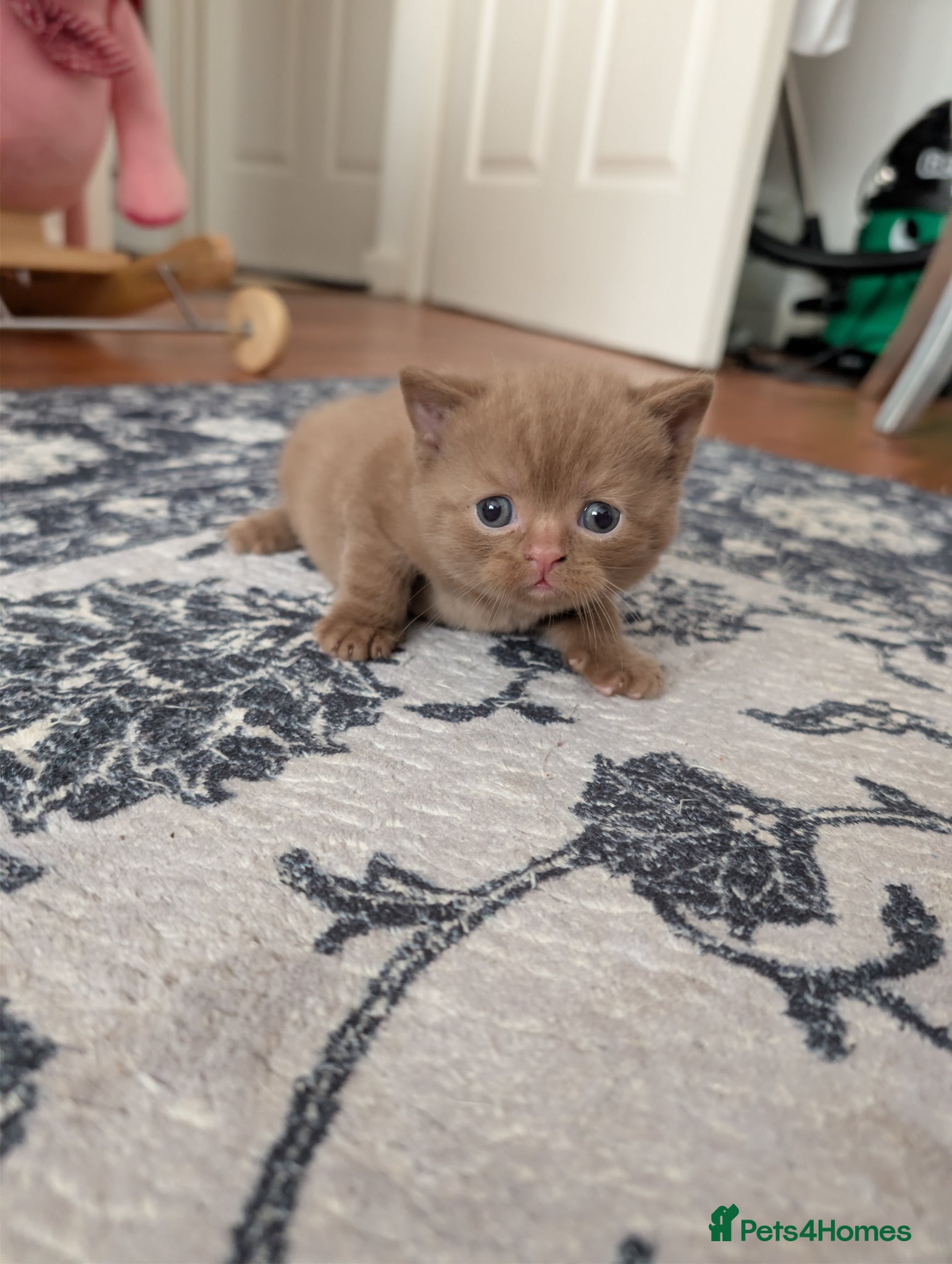 British Shorthair cats Full British short hair kittens - Advert 2