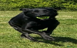 Mixed Breed dogs for sale: Luna, 17 month old german shepherd x lab - Image 7