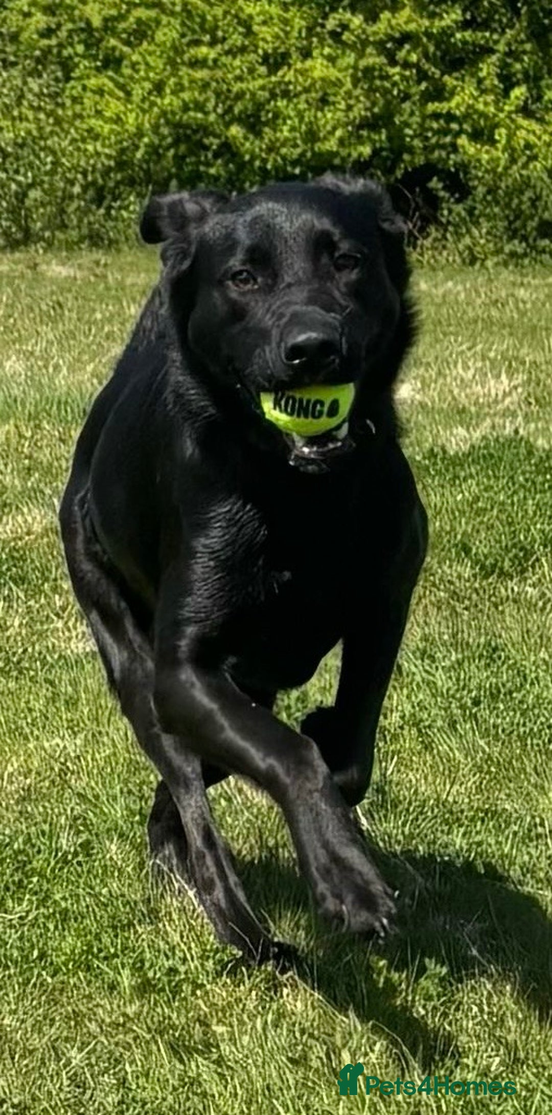 Mixed Breed dogs for sale: Luna, 17 month old german shepherd x lab - Image 7