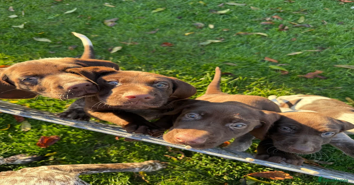 German Shorthaired Pointer puppies for sale in Magherafelt | Pets4Homes