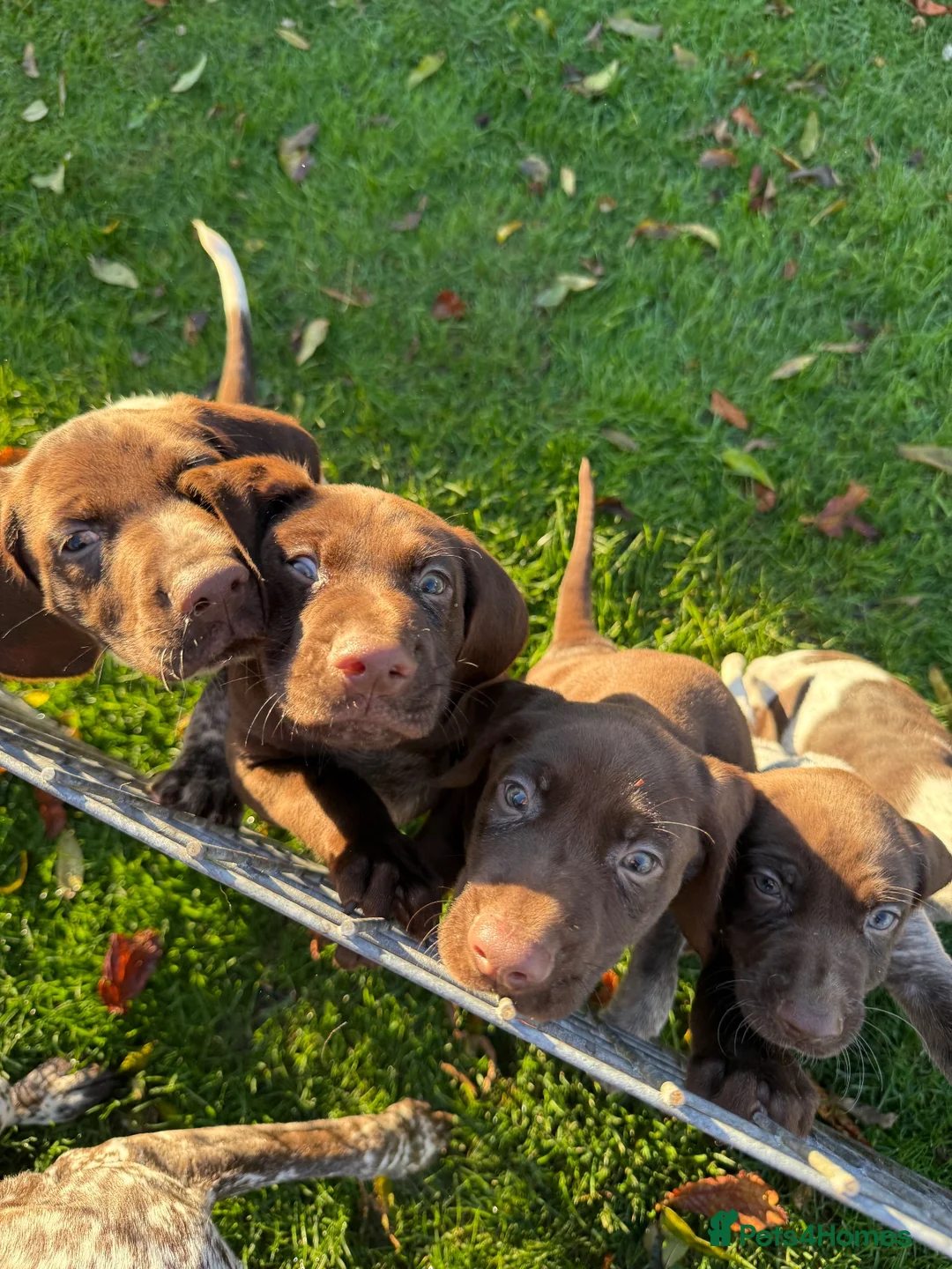 German Shorthaired Pointer dogs for sale: German Shorthaired Pointer puppies  - Advert 1