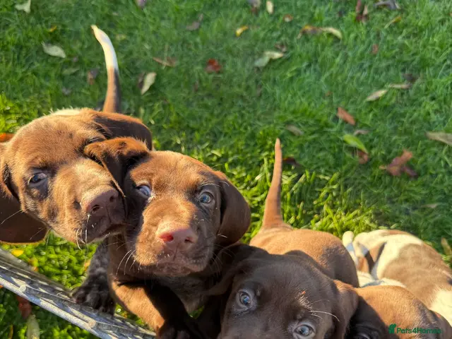 German Shorthaired Pointer dogs for sale: German Shorthaired Pointer puppies - Advert 1