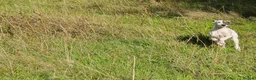 Mixed Breed dogs for sale: Freya the whippet lurcher.  - Advert 6