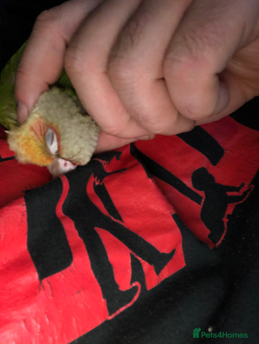 Conures birds for sale: Pineapple conure  - Image 3