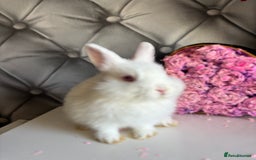 Netherland Dwarf rabbits for sale: rochelles_rabbits pure ND babies for sale - Image 15