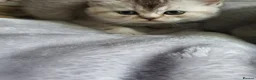 Scottish Fold cats for sale: Scottish Fold Kittens Available - Advert 6