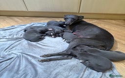 Whippet dogs for sale: Beautiful Blue Baby Whippets  - Image 10