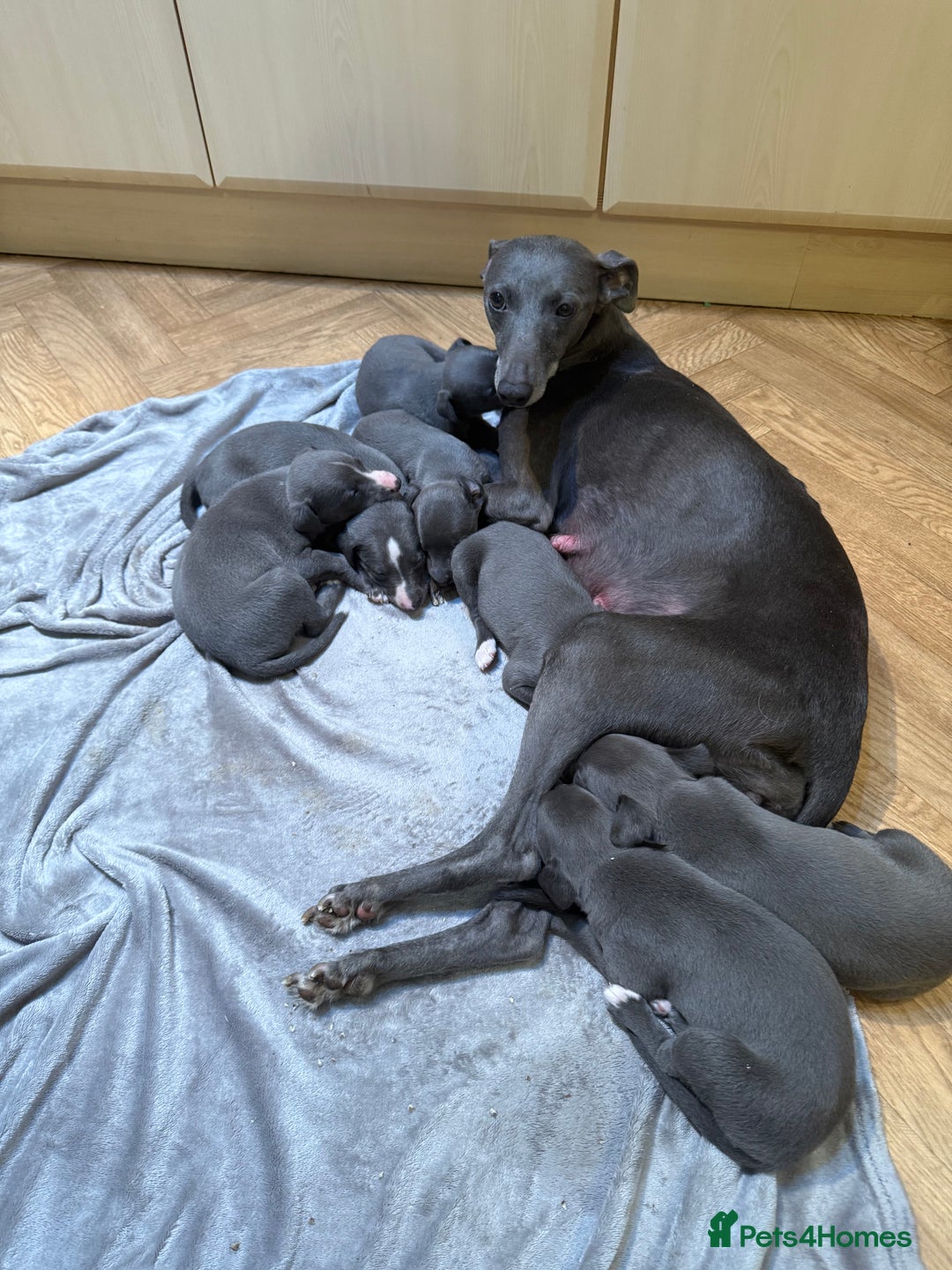 Whippet dogs for sale: Beautiful Blue Baby Whippets  - Image 10