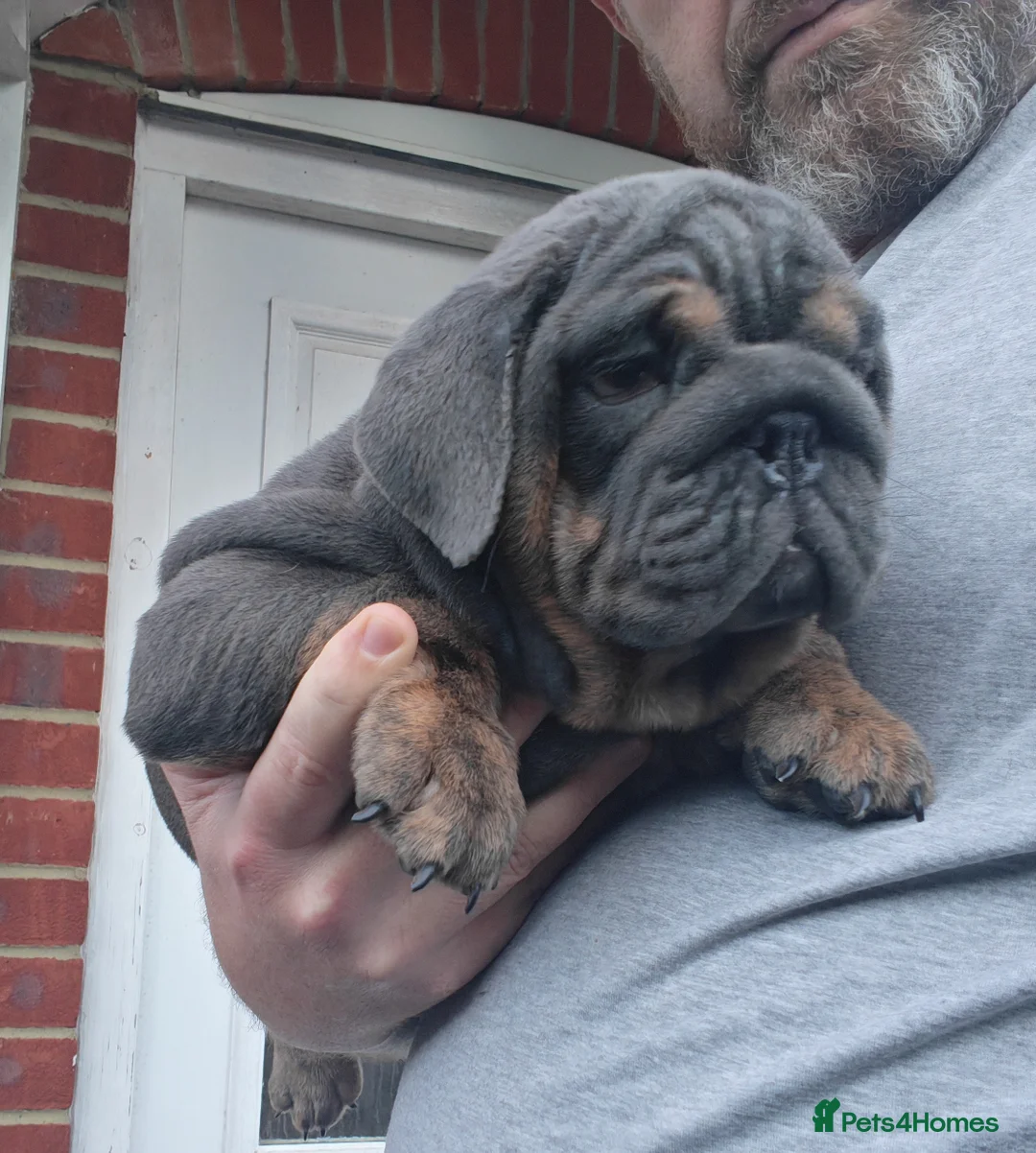 English Bulldog dogs for sale: English bulldog  - Advert 2