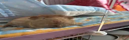 Guinea Pig rodents for sale: Female guinea pigs - Advert 4