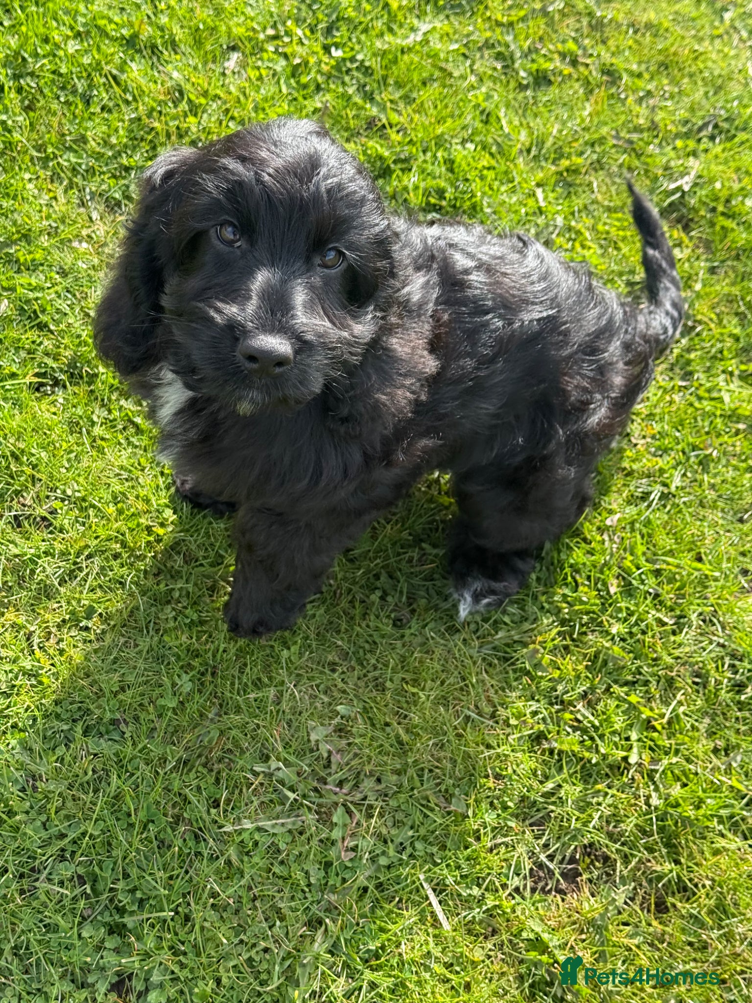 Cockapoo dogs F1 Show black Cockapoo girl  ready now - Advert 1