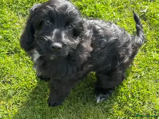 Cockapoo dogs F1 Show black Cockapoo girl ready now - Advert 1