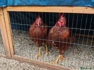 Chickens poultry 2 x Cockerels Looking For A Good Home - Advert 1