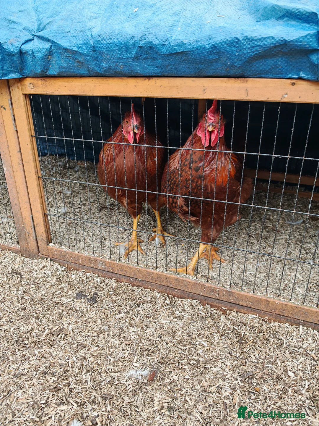 Chickens poultry for sale: 2 x Cockerels Looking For A Good Home - Advert 1
