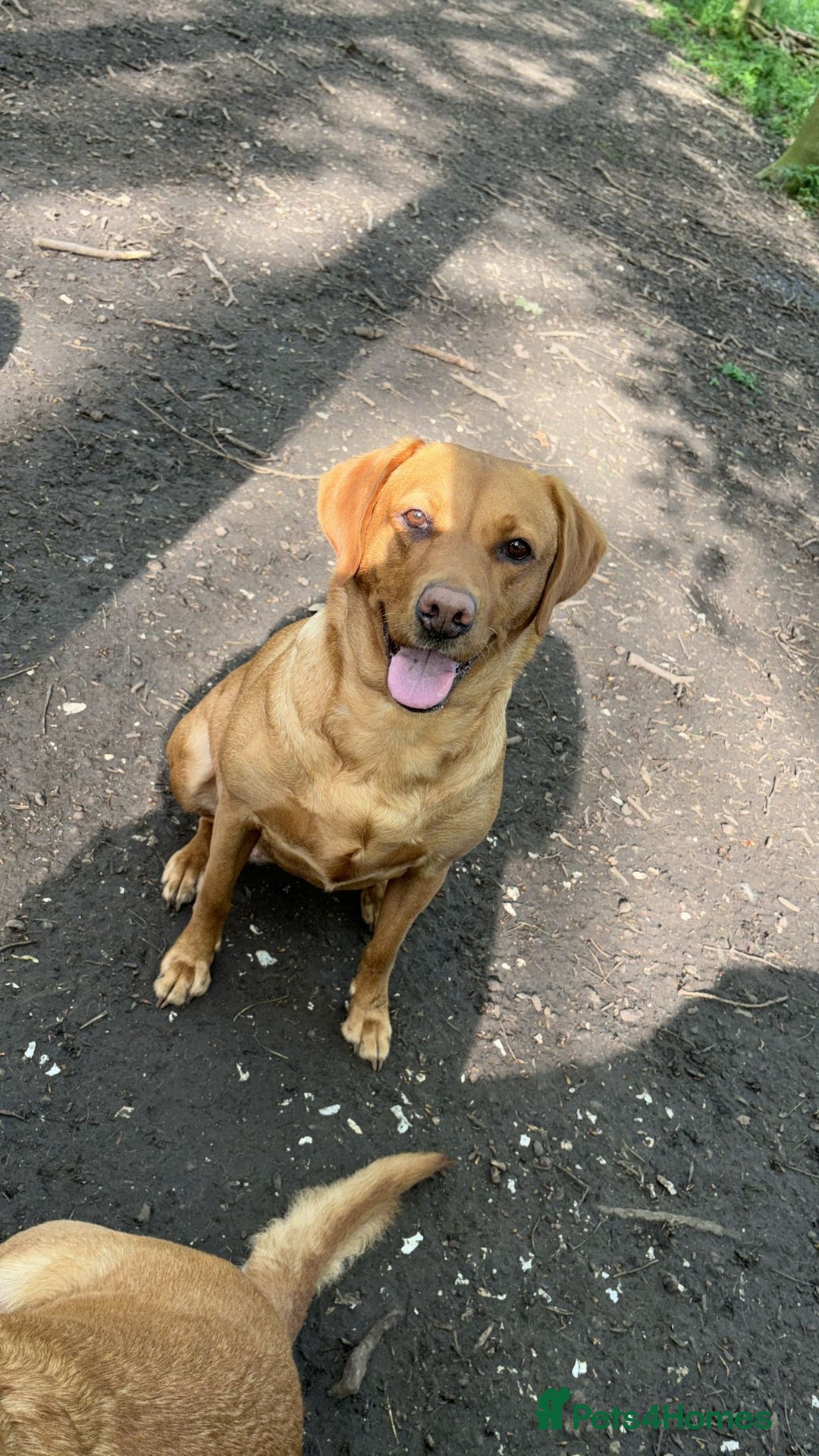 Labrador Retriever dogs for sale: Kc Registered Lab puppies (health tested parents) in Malton - Image 7