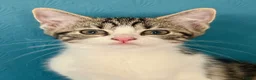 Mixed Breed cats for sale: Gorgeous tabby and white female Kitten - Elsie - Advert 13