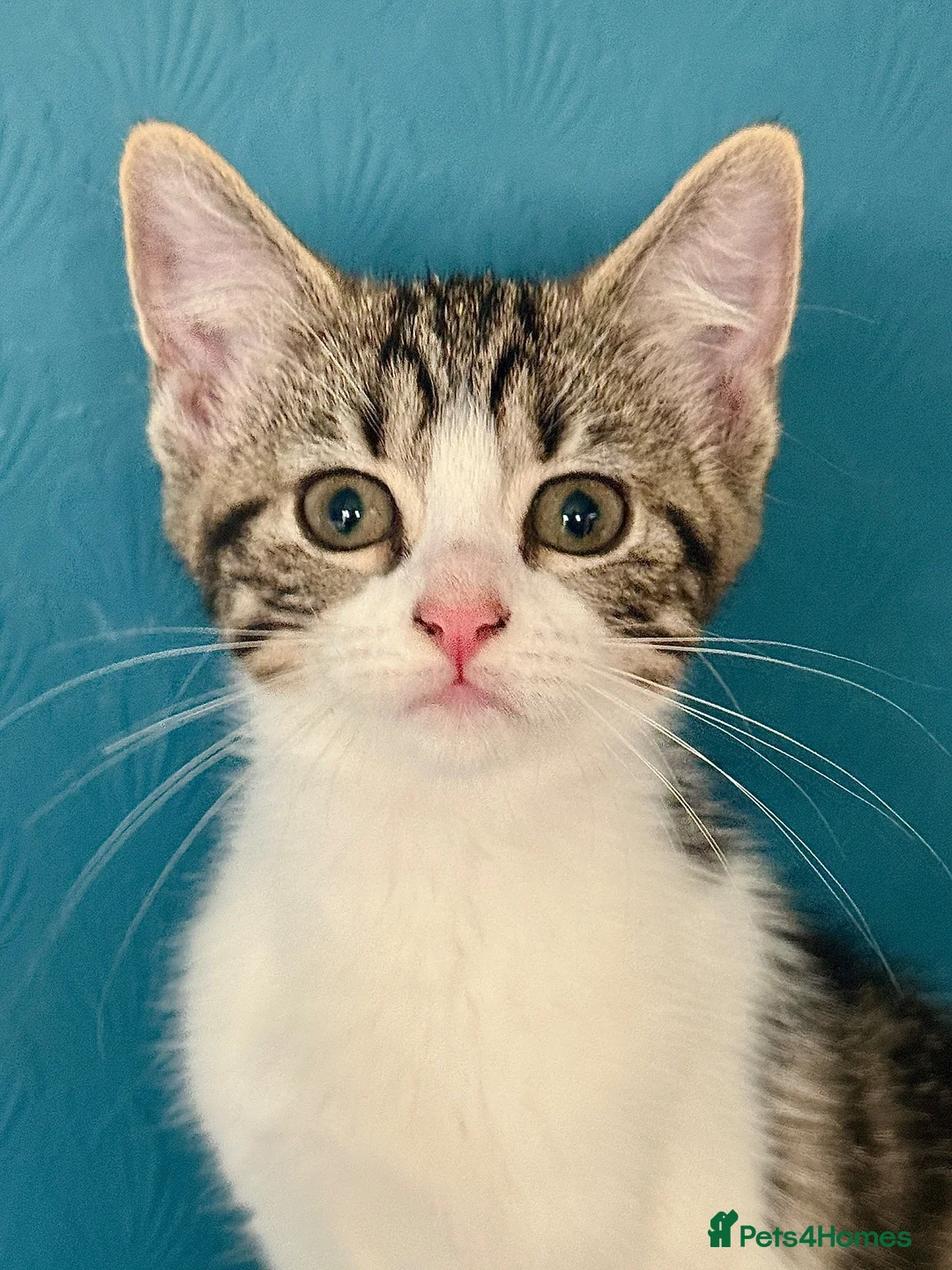 Mixed Breed cats for sale: Gorgeous tabby and white female Kitten - Elsie - Advert 13