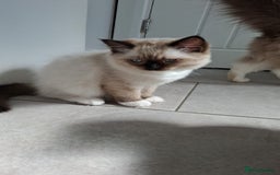 Ragdoll cats for sale: LAST ONE - female seal point mitted Ragdoll kitten - Image 10
