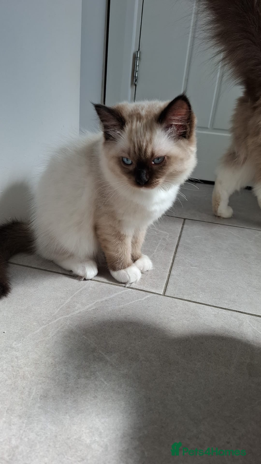 Ragdoll cats for sale: LAST ONE - female seal point mitted Ragdoll kitten - Image 10