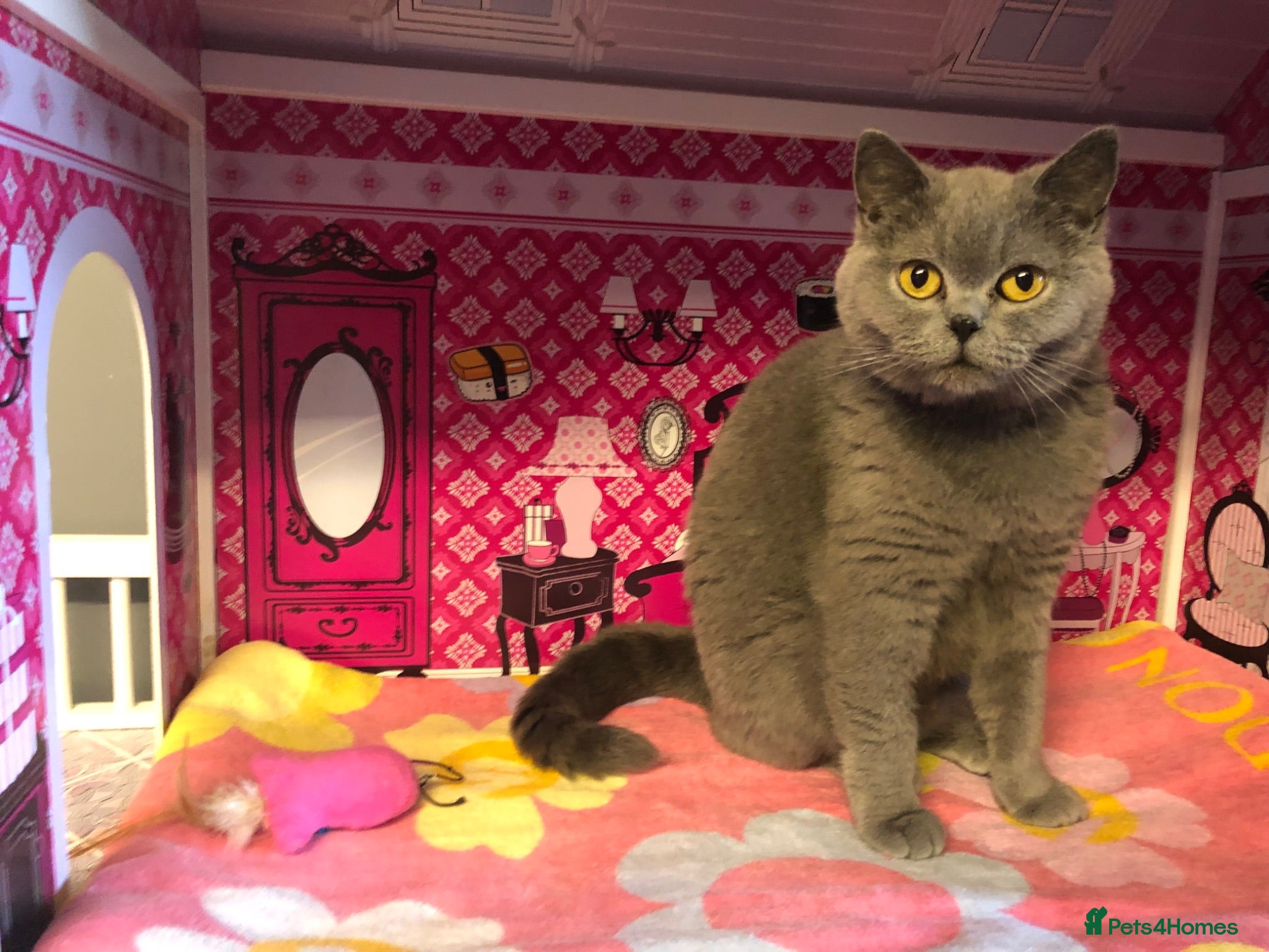 British Shorthair cats British shorthair female been sprayed  - Advert 1