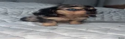 Miniature Dachshund dogs for sale: Mini dachshunds  - Advert 5