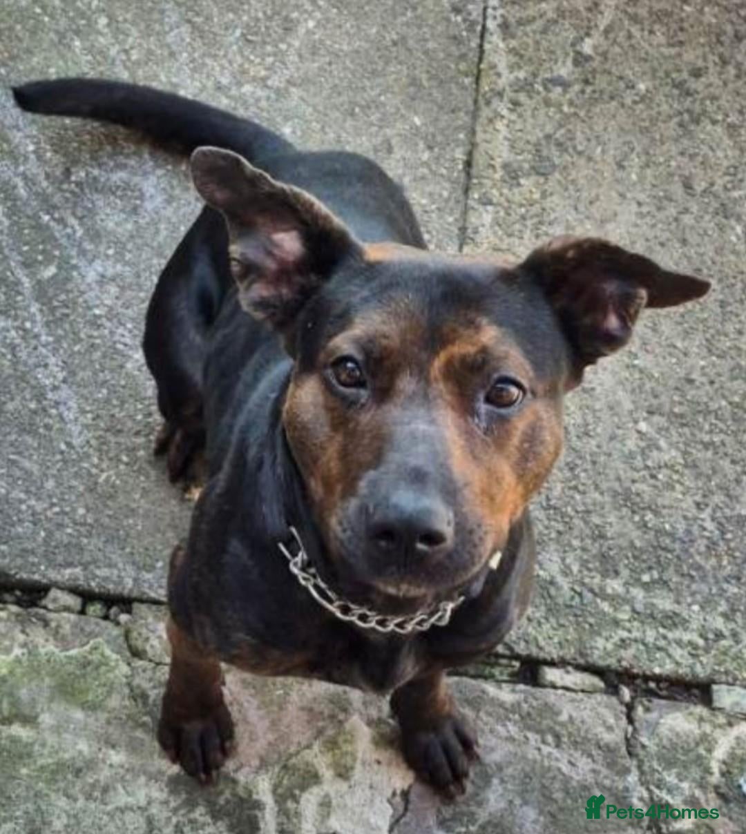 Mixed Breed dogs Beautiful Millie  - Advert 21