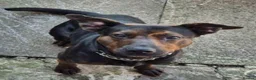 Mixed Breed dogs for sale: Beautiful Millie  - Advert 1