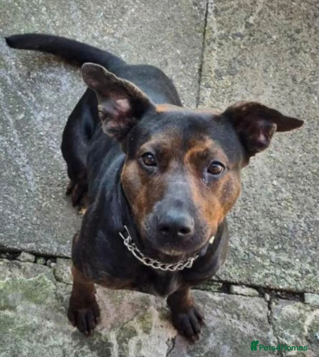Mixed Breed dogs for sale: Beautiful Millie  - Advert 1