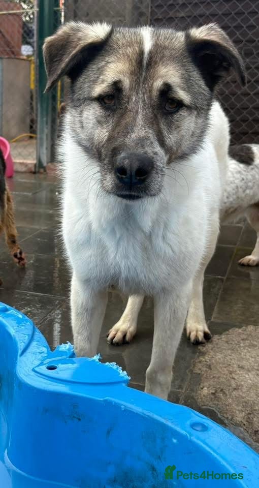Mixed Breed dogs Jellybean - Norwich Norfolk  - Advert 4