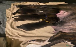 Staffordshire Bull Terrier dogs for sale: Beautiful tri and brindle staffy pups - Image 21