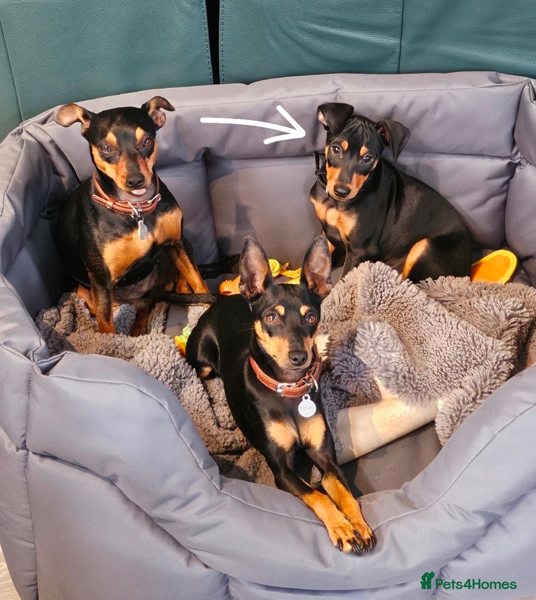 Miniature Pinscher dogs for sale: Miniture pincher male  - Advert 11