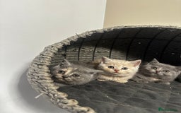 Scottish Fold cats for sale: Gorgeous Scottish kittens available  - Image 15
