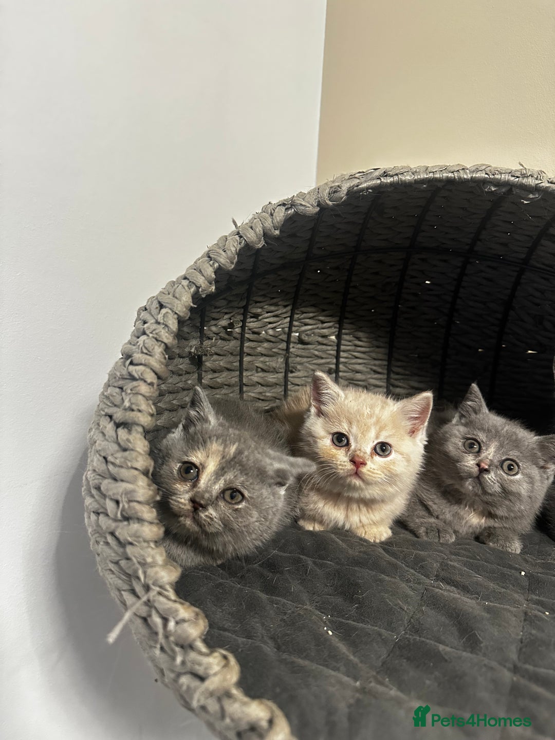 Scottish Fold cats for sale: Gorgeous Scottish kittens available  - Image 15