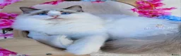 Ragdoll cats for sale: ⭐️AWARD WINNING GCCF CATTERY RAGDOLL KITTENS⭐️ - Advert 11