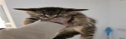 Mixed Breed cats for sale: 3 beautiful kittens for sale. in Faringdon - Advert 8