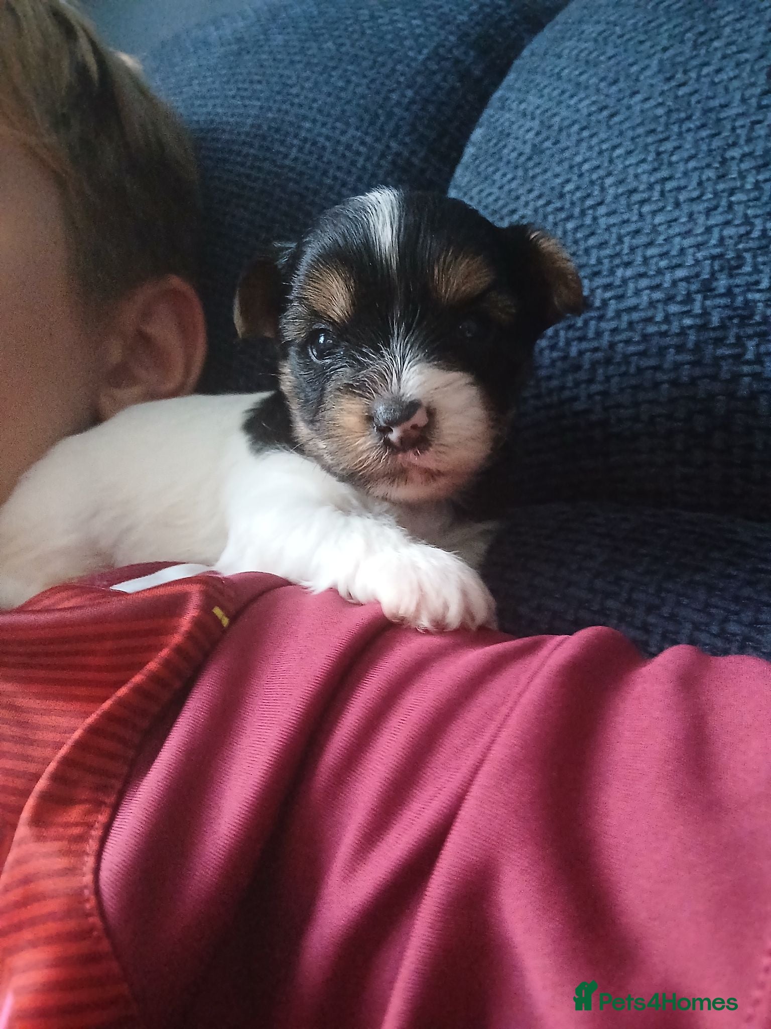 Biewer Terrier dogs Mini Purebred Biwer Yorkshire Terrier Puppies - Advert 1